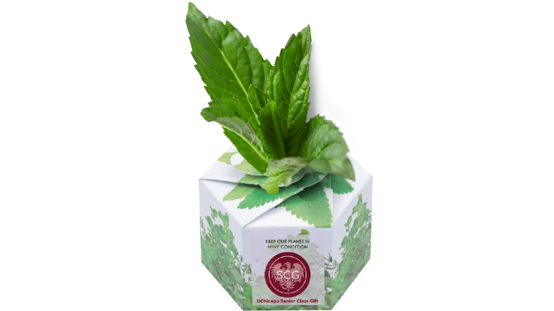 uchicago planter with mint